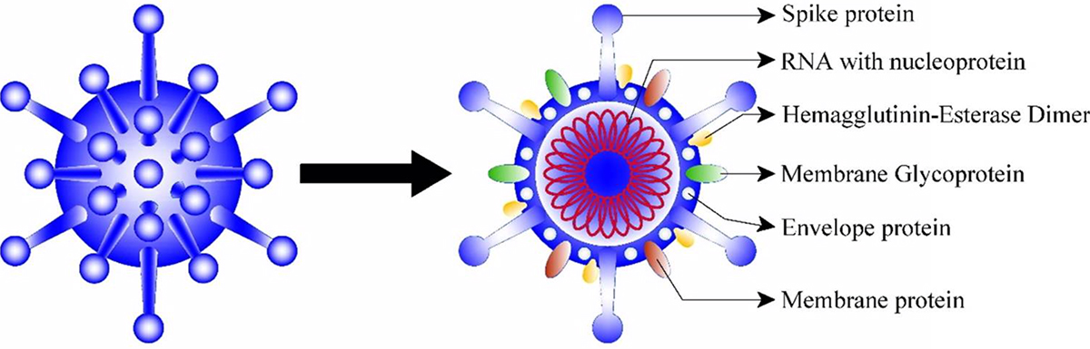 Figure 1.  Molecular structure of Covid-19