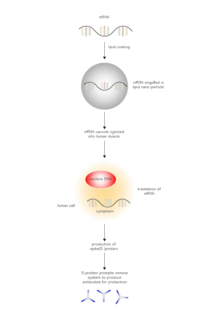 Figure 2. The journey of mRNA vaccine in the human body