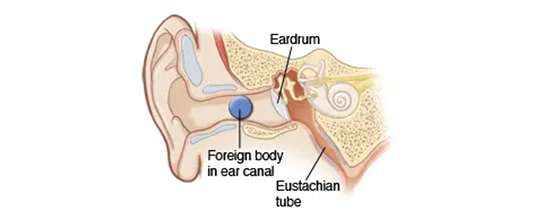 ear